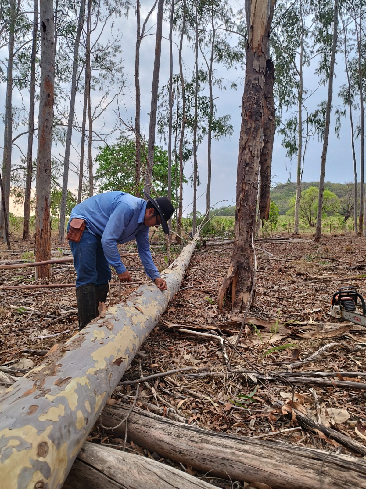 Inventários Florestais