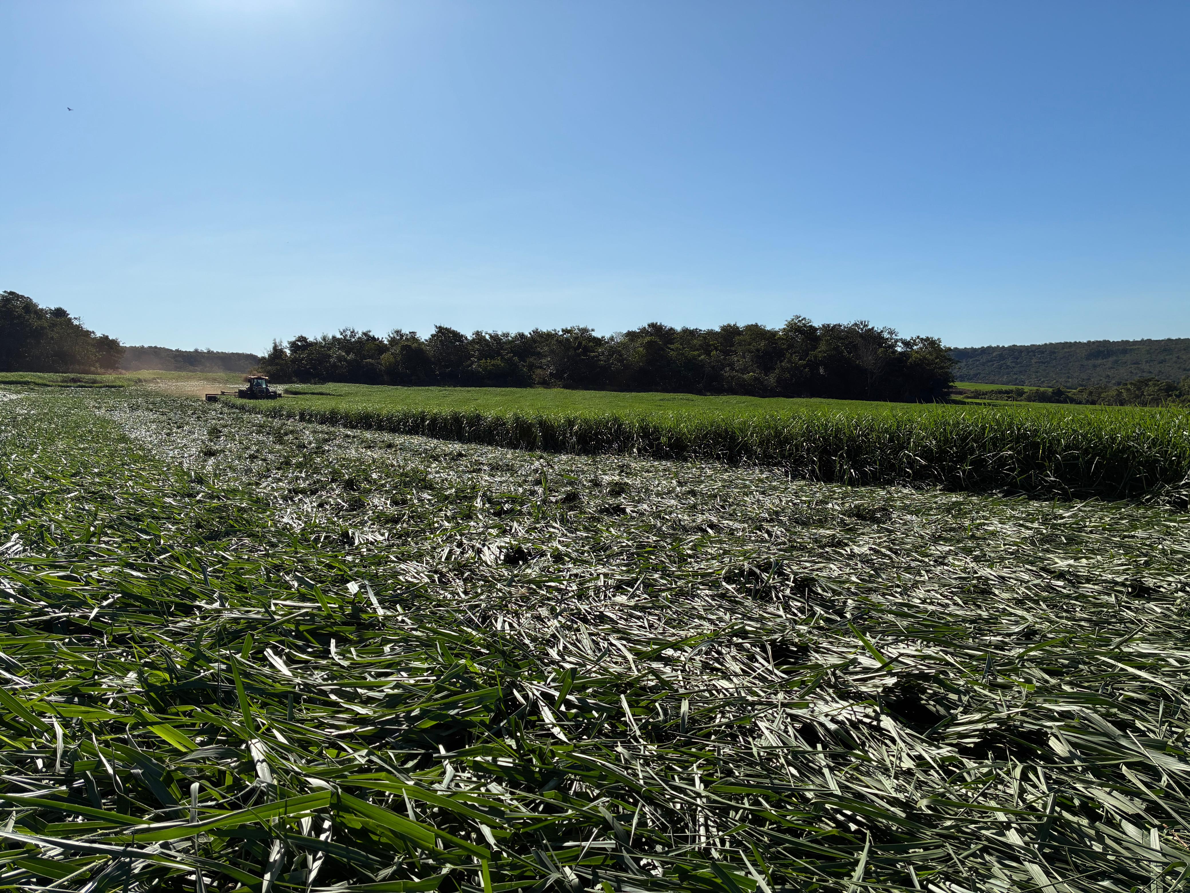 Reposição Florestal